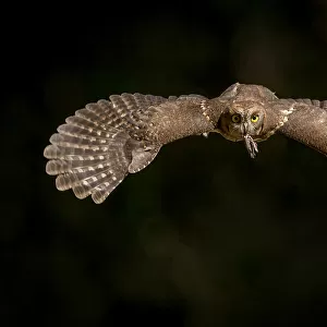 Owls Collection: Eurasian Scops Owl