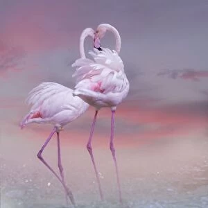 Flamingo Ballet