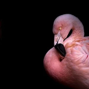 Flamingo in the Dark