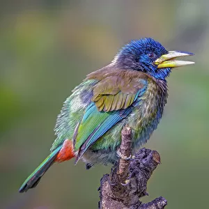 Asian Barbets Collection: Great Barbet