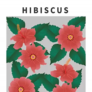 Hibiscus - National flower of Malaysia