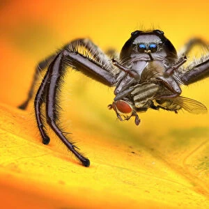 Jumping spider and prey
