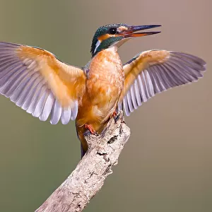 Kingfishers Collection: Green Backed Kingfisher