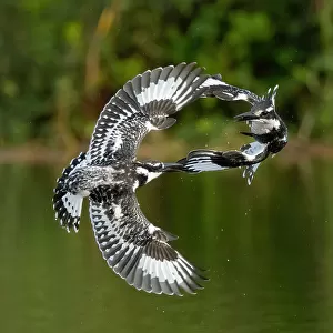 Kingfishers Collection: Pied Kingfisher
