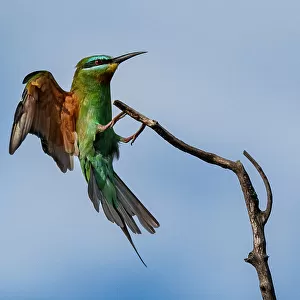 Bee Eaters Collection: Blue Tailed Bee Eater