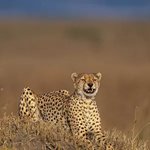 The Laughing Cheetah