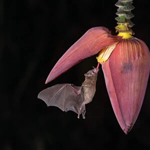 Phyllostomidae Collection: Orange Nectar Bat