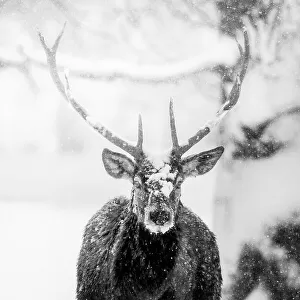 Male deer in heavy snow