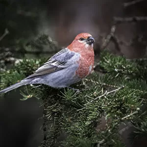 Finches Collection: Pine Grosbeak