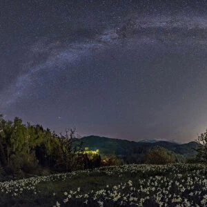 Milky way and daffodils