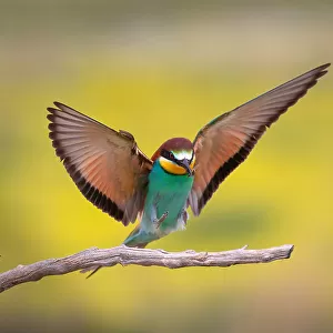 Bee Eaters Collection: Black Headed Bee Eater
