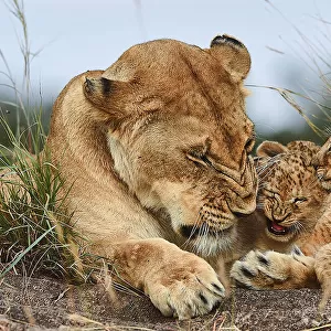 Nostalgia lioness with cubs