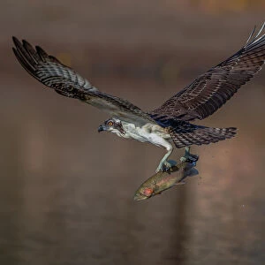 Osprey and fish