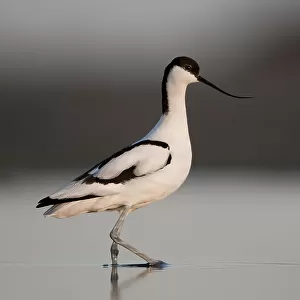 Charadriiformes Collection: Recurvirostridae
