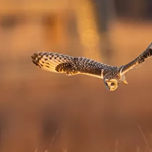 Short Eared Owl in Action at Sunset
