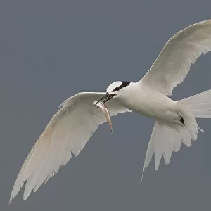 Laridae Collection: Elegant Tern
