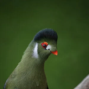 Turacos Collection: White Cheeked Turaco