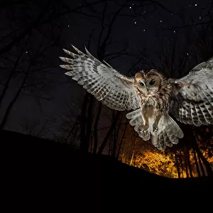 Tawny owl and the false fire