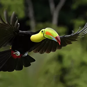 Toucan Inbound