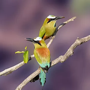 Motmots Collection: Turquoise Browed Motmot