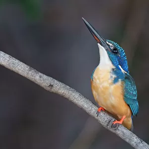 Kingfishers Collection: Blue Black Kingfisher
