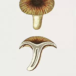 Vintage Chanterelles Edible Mushroom