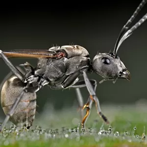 Hymenoptera Collection: Black Carpenter Ant