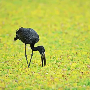 Storks Collection: African Openbill