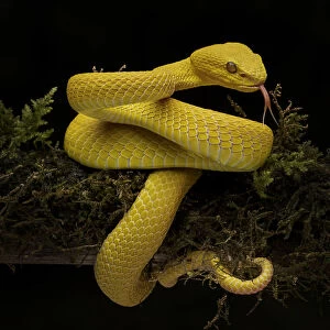 yellow viper