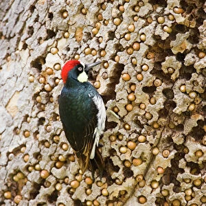 Woodpeckers Related Images