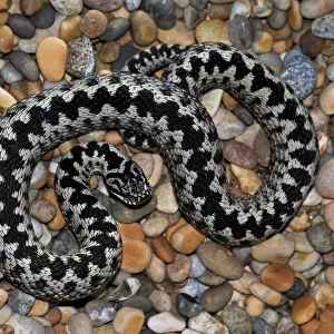 Viper Adder Collection: Related Images