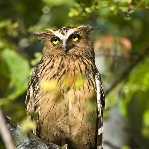 Owls Collection: Buffy Fish Owl