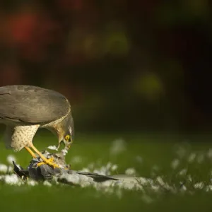 Adult female Sparrowhawk (Accipiter nisus) feeding on a collared dove kill in a garden