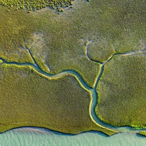 Aerial view of tidal channels in marshland, with tree like appearance