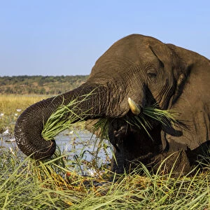 African elephant (Loxodonta africana) feeding on grasses, Chobe River, Chobe National Park