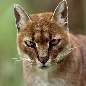 African golden cat (Profelis aurata) female, captive, occurs in West and central Africa