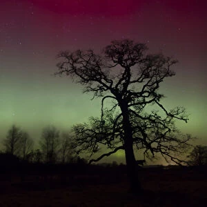 Alder (Alnus glutinosa) tree silhouetted by a display of Aurora borealis in the night sky, Cairngorms National Park, Scotland, UK. February