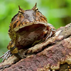 Frogs Collection: Tropical Frogs