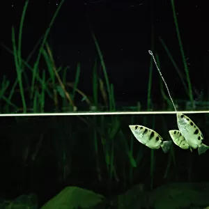 A Collection: Archerfish
