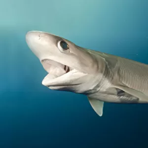 C Collection: Cow Shark