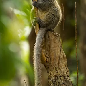 Lemuridae Collection: Eastern Lesser Bamboo Lemur