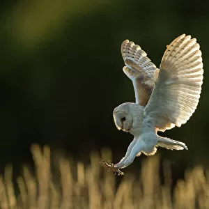 Owls Collection: Common Barn Owl