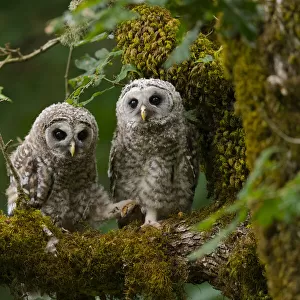 Barred Owl (Strix varia) fledglings. Washington County, Oregon, USA. June