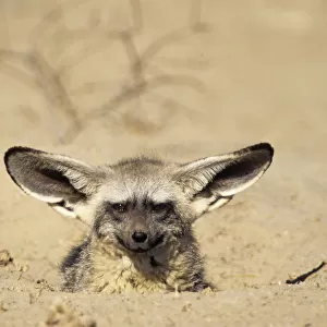 Dogs (Wild) Collection: Bat-eared Fox