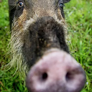 Suidae Collection: Bearded Pig