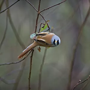Babblers Collection: Bearded Reedling