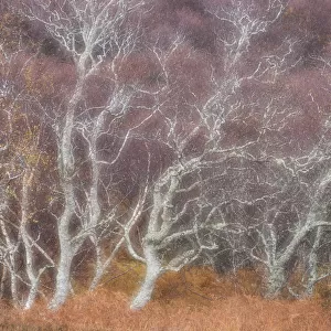 Birch trees in autumn, Kyle of Tongue, Sutherland, Scotland, UK, June 2017