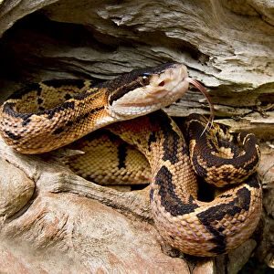 Snakes Collection: Bushmaster