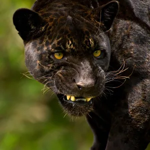 Black Jaguar or Panther (Panthera onca) snarling, captive, Peru