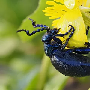 Beetles Collection: Black Blister Beetle